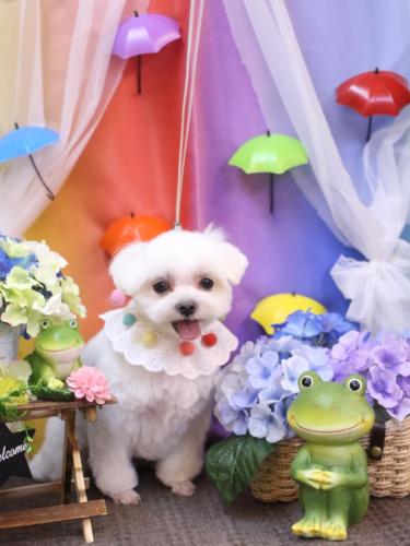 20230624マルちゃん